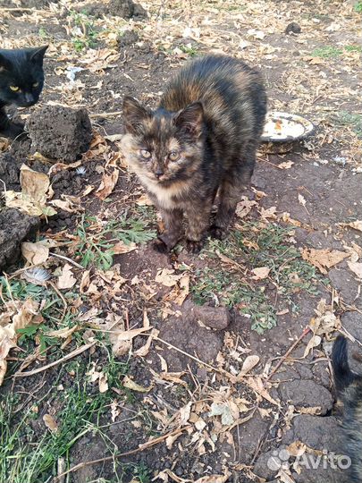 Отдадим даром в хорошие руки