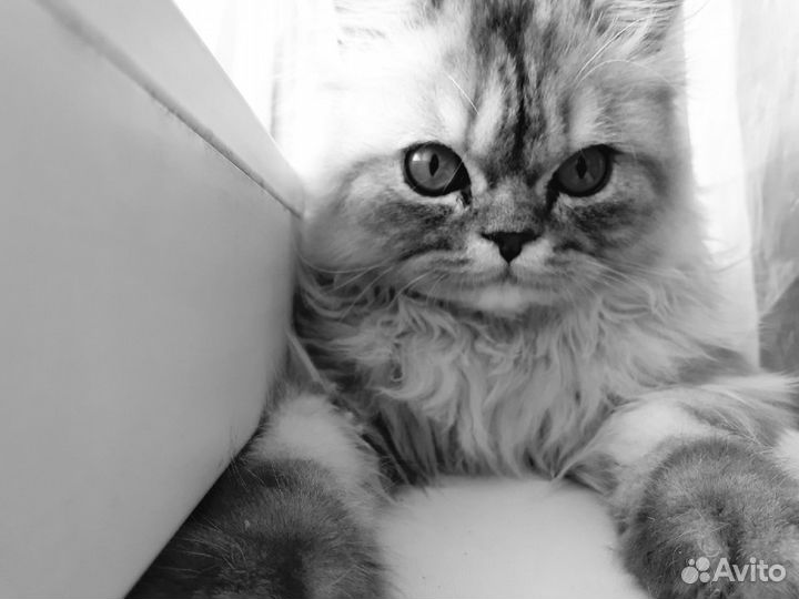 Отдам кота в добрые руки