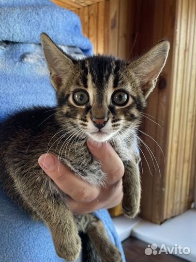 Котята мальчики алк Ф1