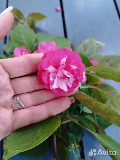 Бальзамин махровый