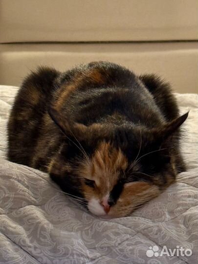 Кошки в добрые руки бесплатно