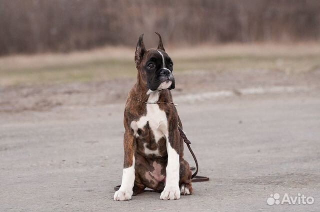 Щенок тигрового боксера. девочка