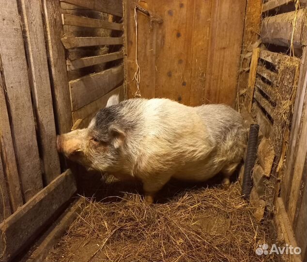 Венгерская мангалица