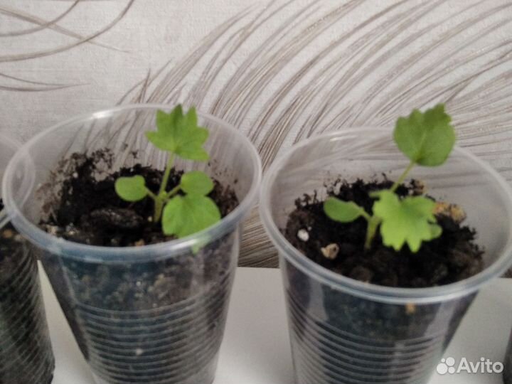 Пеларгония герань белая и Квантум Салмон