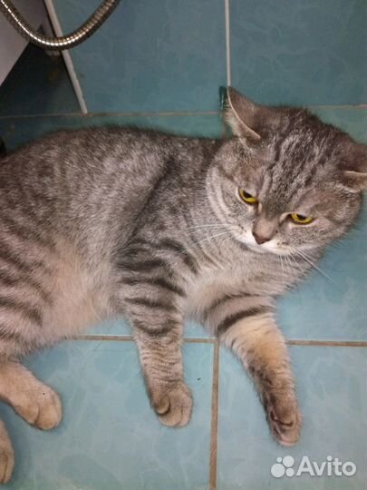 Британская кошка в добрые руки