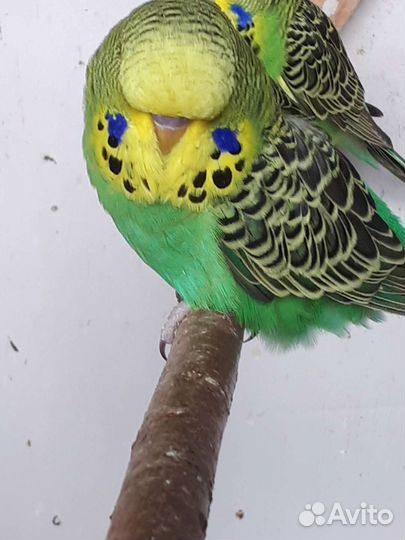 Выставочный волнистый попугай