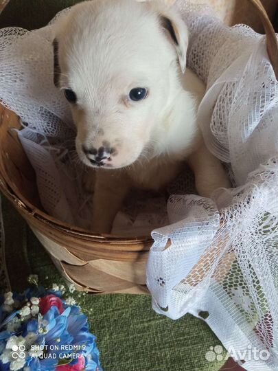 Щенки метисы