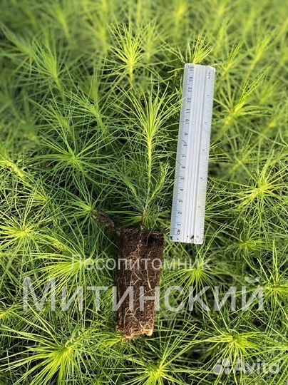 Сеянцы саженцы Ель Сосна