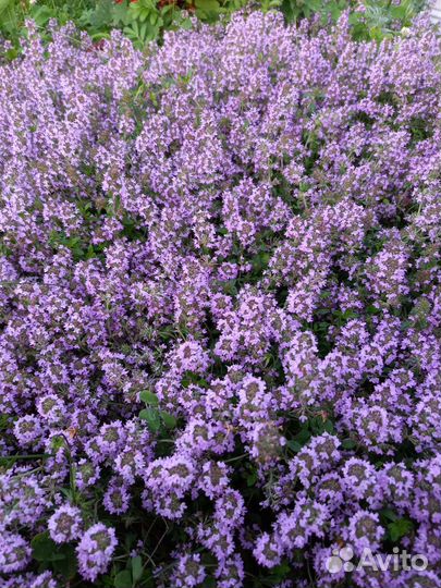 Тимьян (чабрец ), Душица (орегано )