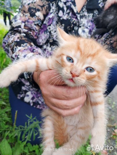 Найденные на даче котята