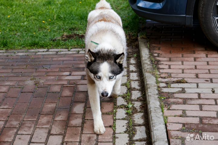 Хаски в добрые руки