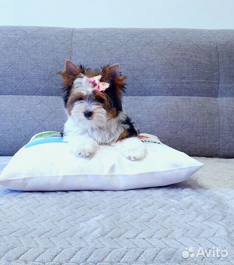 Бивер Девочки