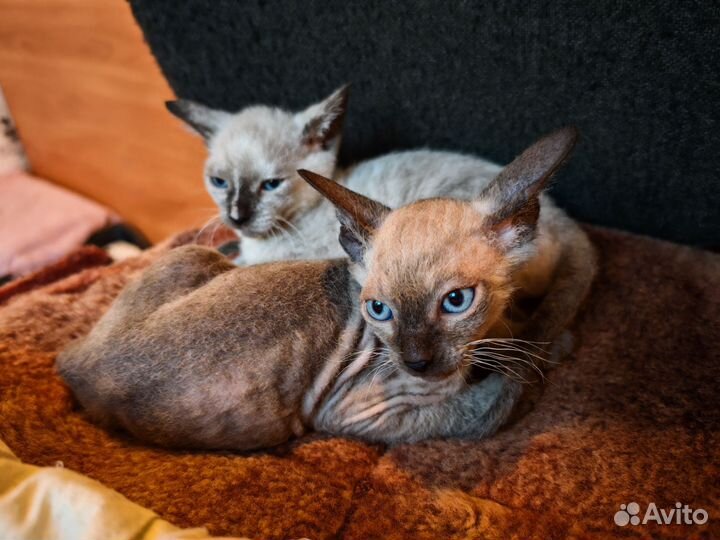 Котята сфинкс браш