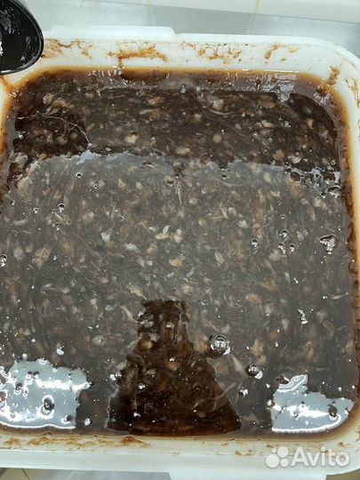 Трепанг на меду