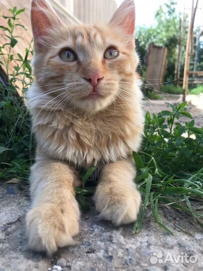 Котенок, мальчик, 4-5 мес