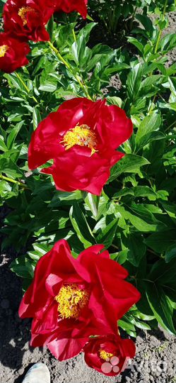 Продам пион Скарлет Хевен (Scarlet Heaven)