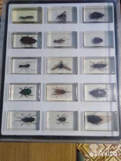 Насекомые и жуки в смоле