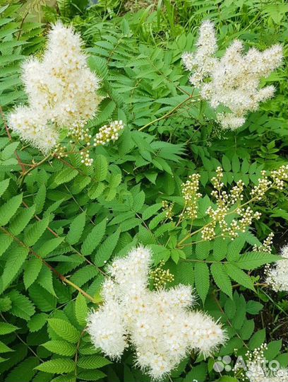 Рябинник рябинолистный