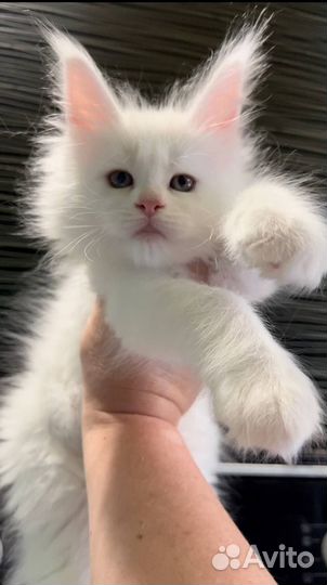 Котята мейн-кун