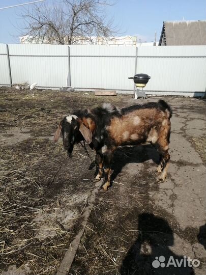 Нубийский козел вязка