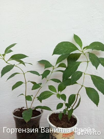 Гортензия саженцы Эльбталь Ванилла Фрейз
