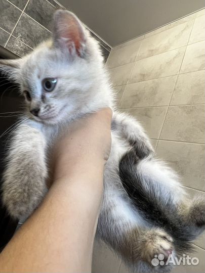 Кошка в дар бесплатно