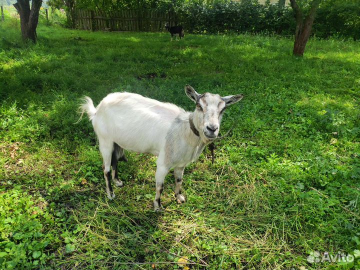 Коза дойная