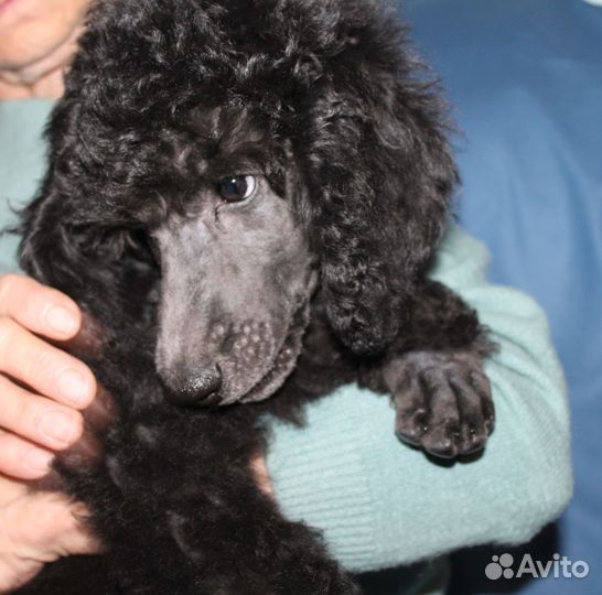Щенки большого пуделя