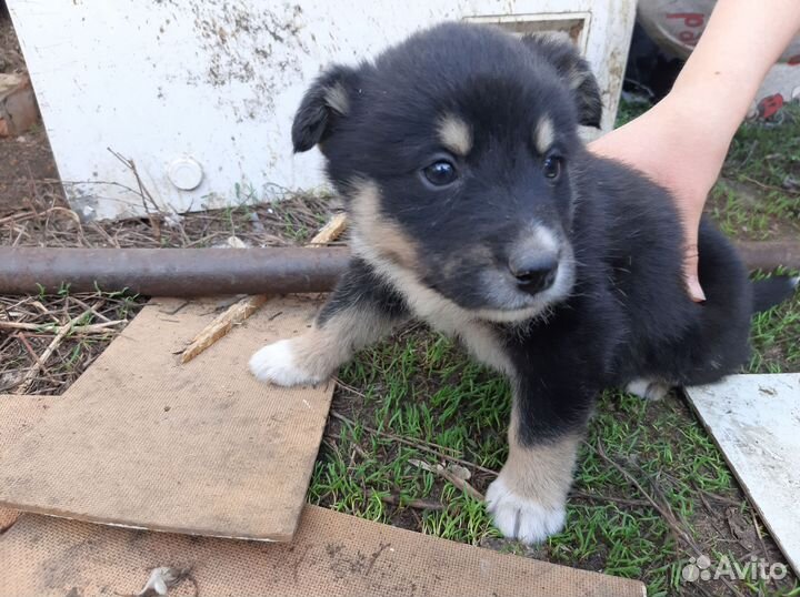 Отдам щенков