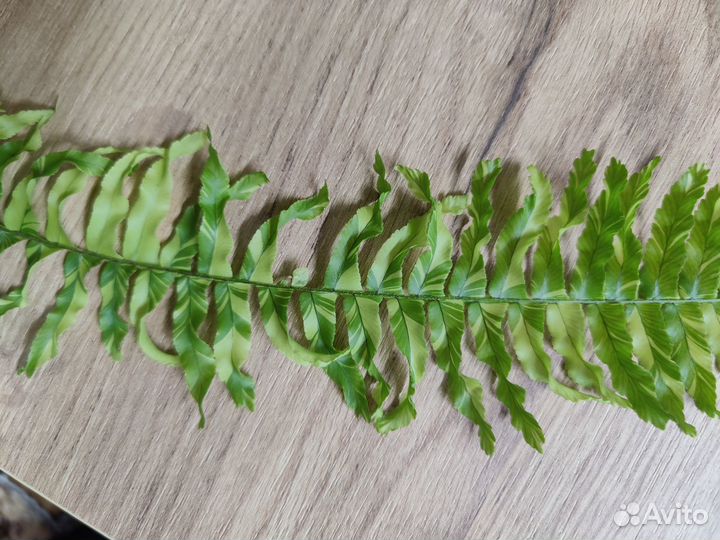 Папоротник (тайгер)