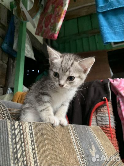 Отдам котенка в добрые руки бесплатно