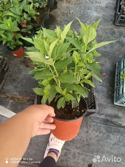 Гортензия оптом