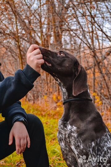 Щенки курцхаара