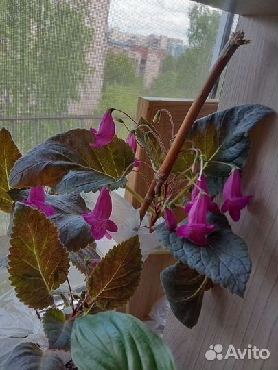 Смитикодония ахименес шефлера фикус