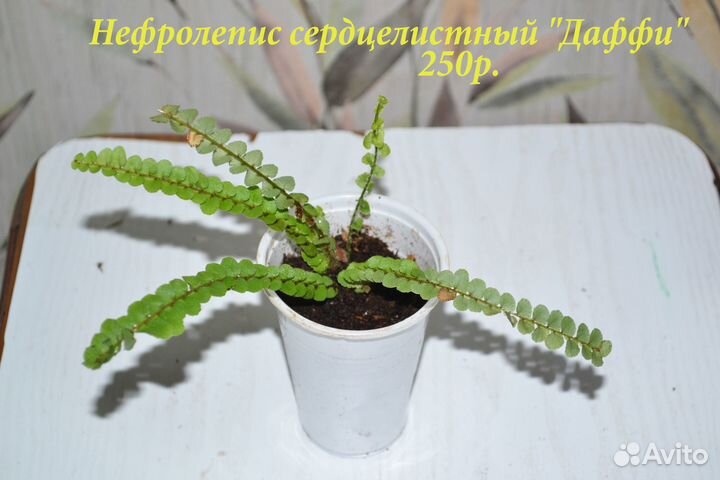 Рафидофора, нефролепис, перец и другое