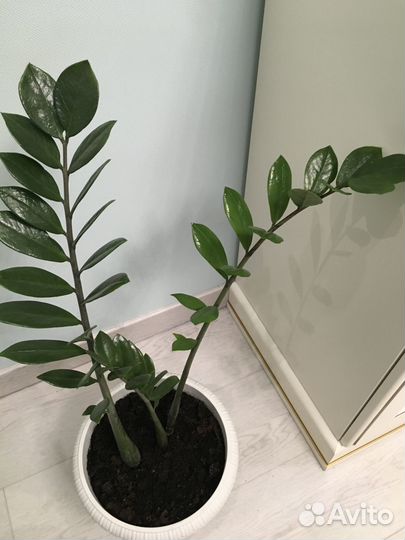 Замиокулькас