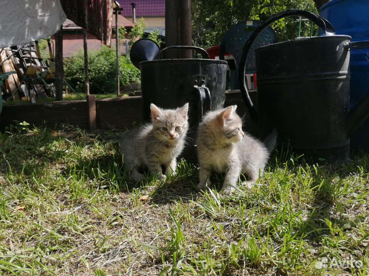 Котики бесплатно в добрые руки
