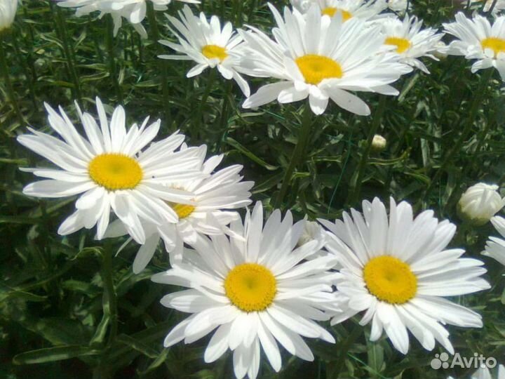 Ромашка садовая крупная на посадку
