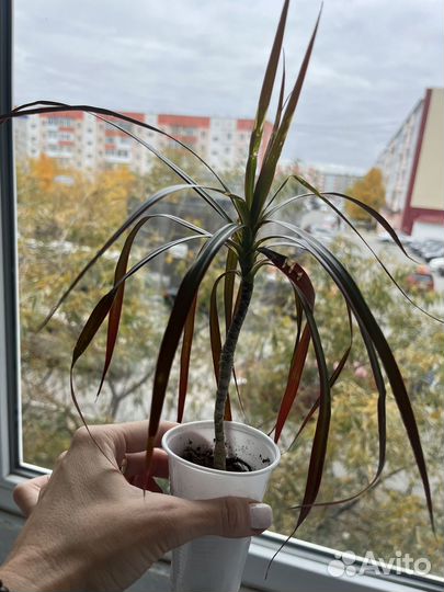 Бегония, толстянка, хлорофитум, сансевиерия