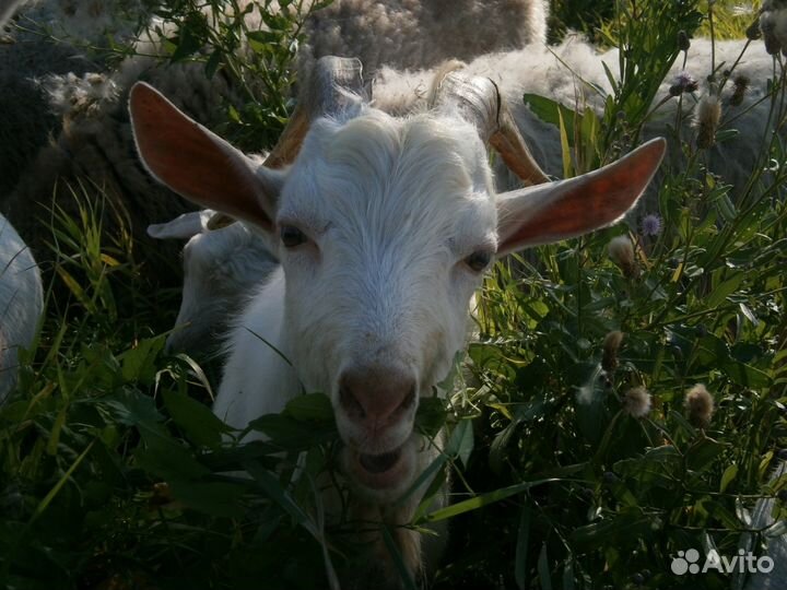 Козлики и козочки на племя