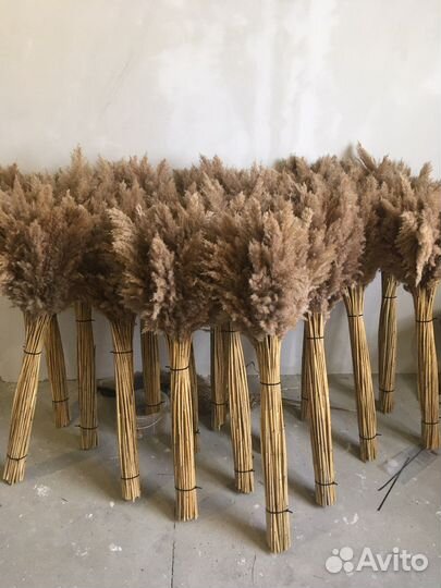 Камыш декоративный оптом по РФ