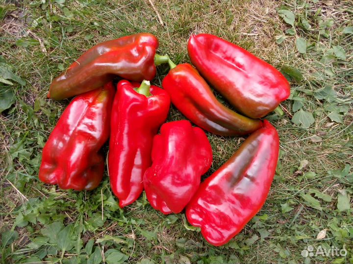 Семена сладкого Перца Бабушкина Реликвия