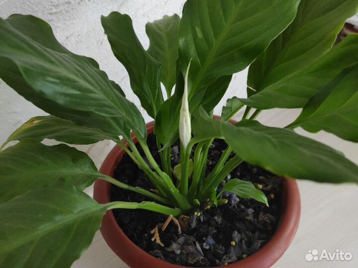 Спатифиллум