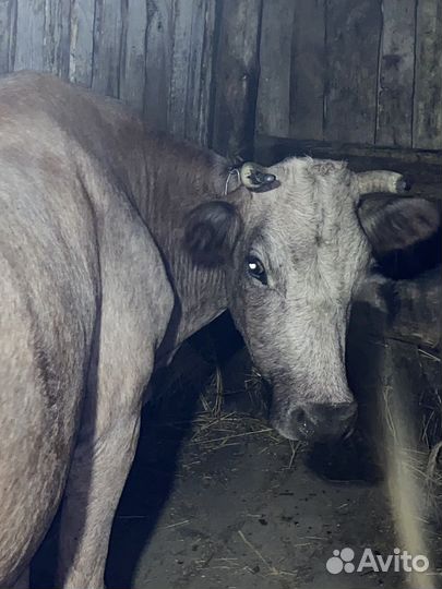 Корова высокоудойная стельная