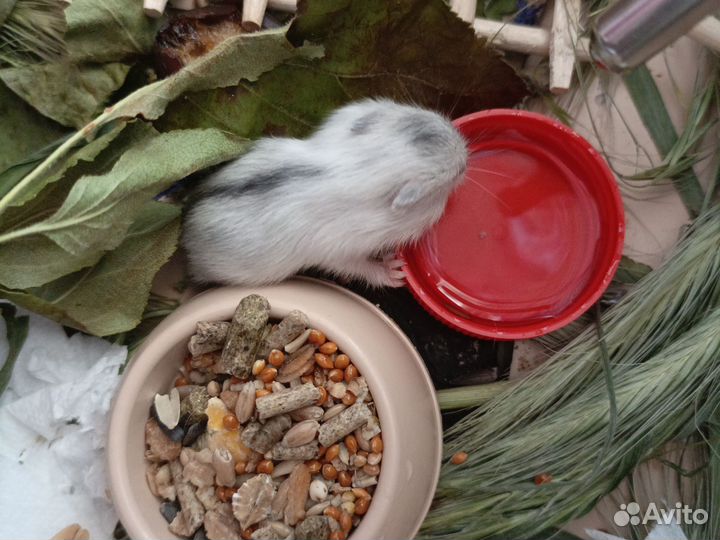 Хомяки джунгарики малыши