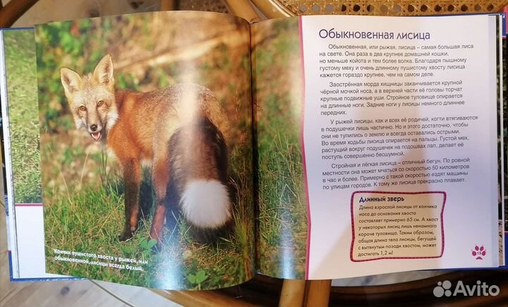 Набор из 3 книжек для маленьких, новые