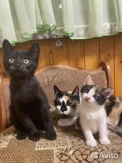 Котята в добрые руки даром