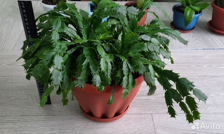 Шлюмбергера