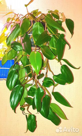 Юкка, Филодендрон ред эмиральд