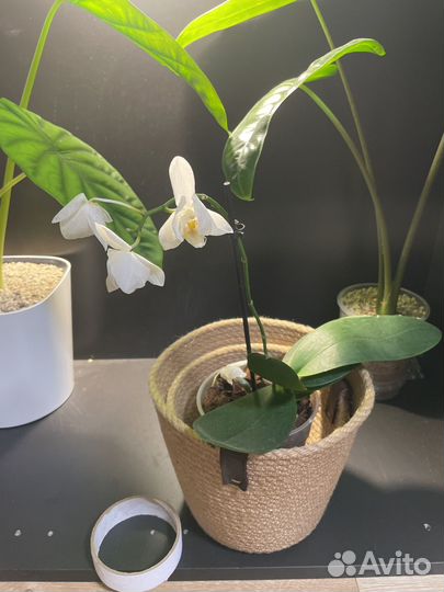 Орхидея фаленопсис мини